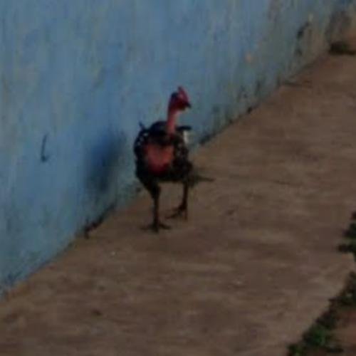 Overview of chicken road online