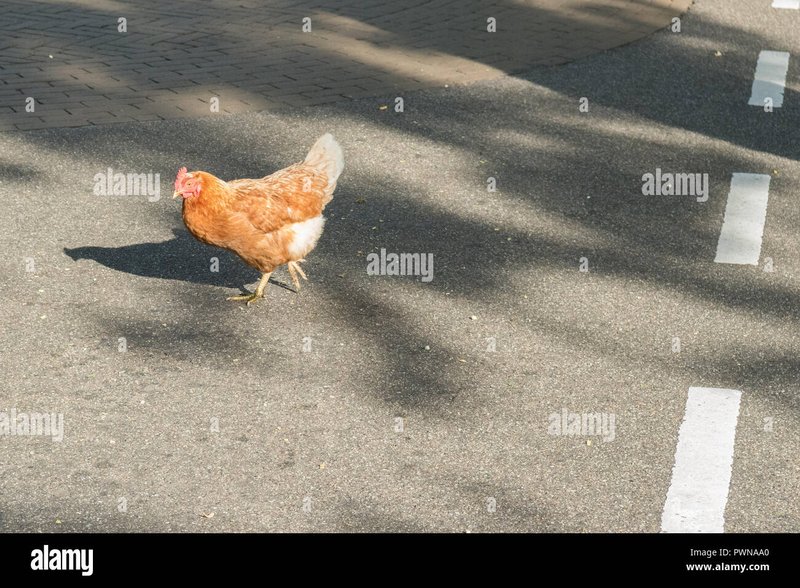 Chicken road game in Spain