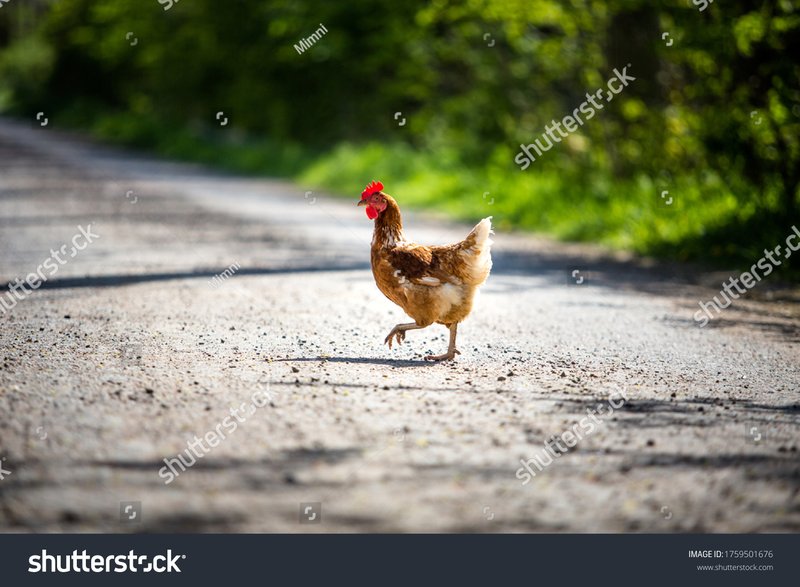 Descubre las emocionantes reglas para jugar Chicken Road en España online, chicken road españa